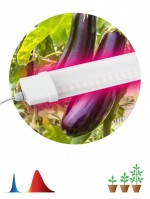 ЭРА FITO-36W-RB-N Линейный светильник красно-синего спектра FITO-36W-RB-N Б0045697 фото